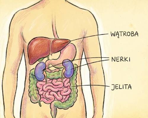 narządy wewnętrzne oczyszczające organizm