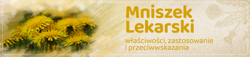 Mniszek lekarski - właściwości i zastosowanie